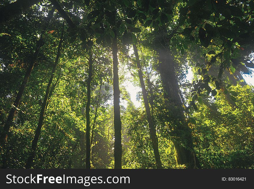 Green Forest