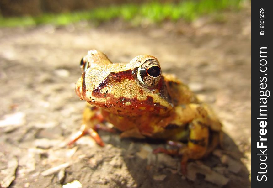 Macro Shot of Yellow and Brown Frog on Gray Asphalt Road during Daytime