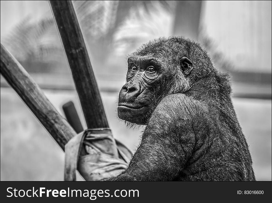 Gray Scale Photo of Black Ape