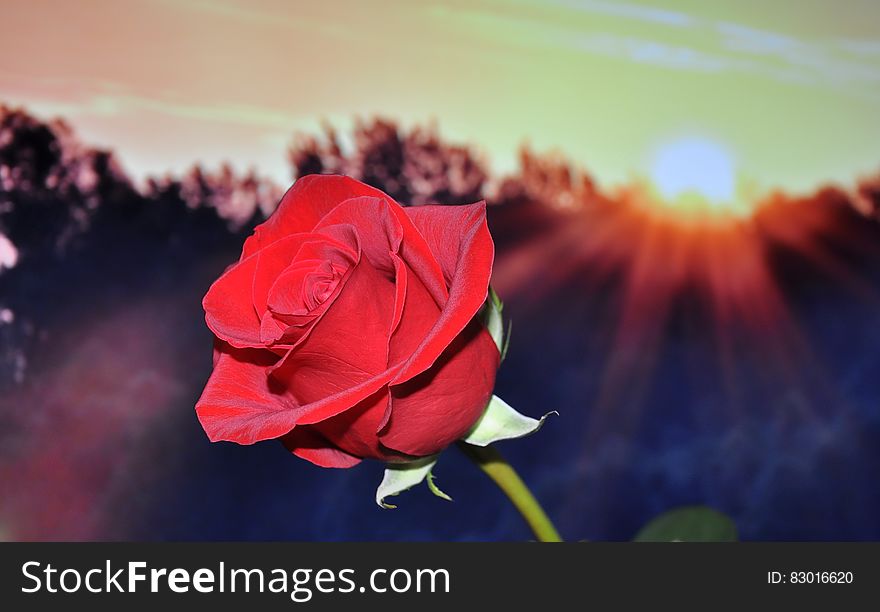 Red Petal Rose during Sunset