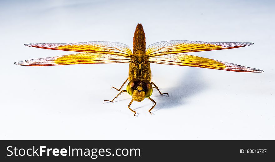 Close Up Image of Red Yellow Black and Brown Dragonfly