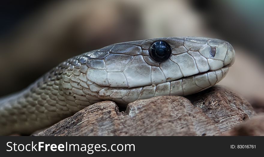 A close up of a snake resting on piece of wood. A close up of a snake resting on piece of wood.
