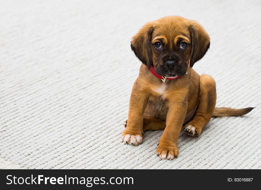 Portrait of brown puppy on white rug. Portrait of brown puppy on white rug.