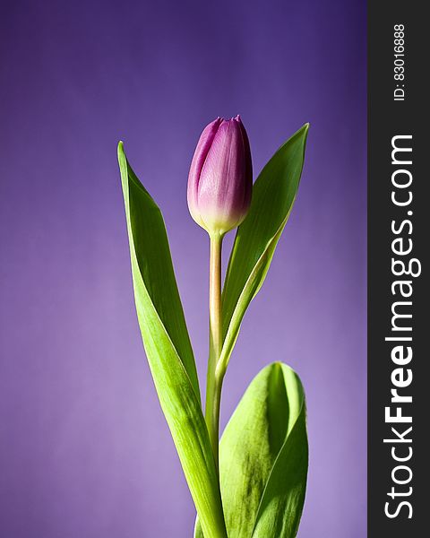 Single purple tulip bud about to open on shaded mauve background. Single purple tulip bud about to open on shaded mauve background.