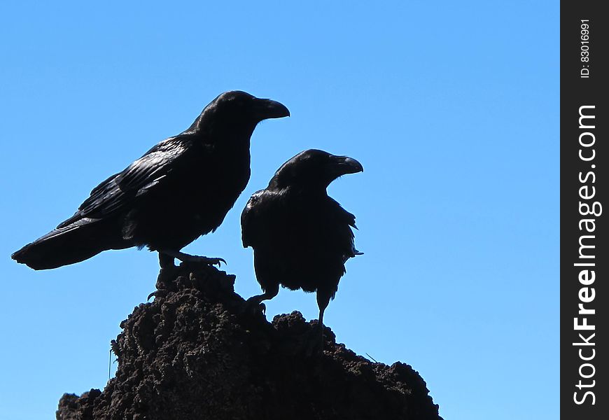 Black birds portrait on rocks against blue skies on sunny day. Black birds portrait on rocks against blue skies on sunny day.