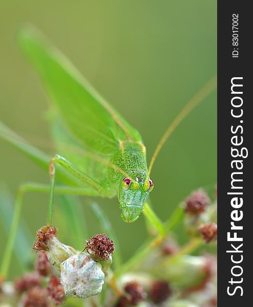 Green Grasshopper Macro Photography
