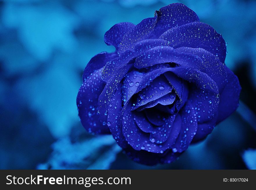 Blue Rose