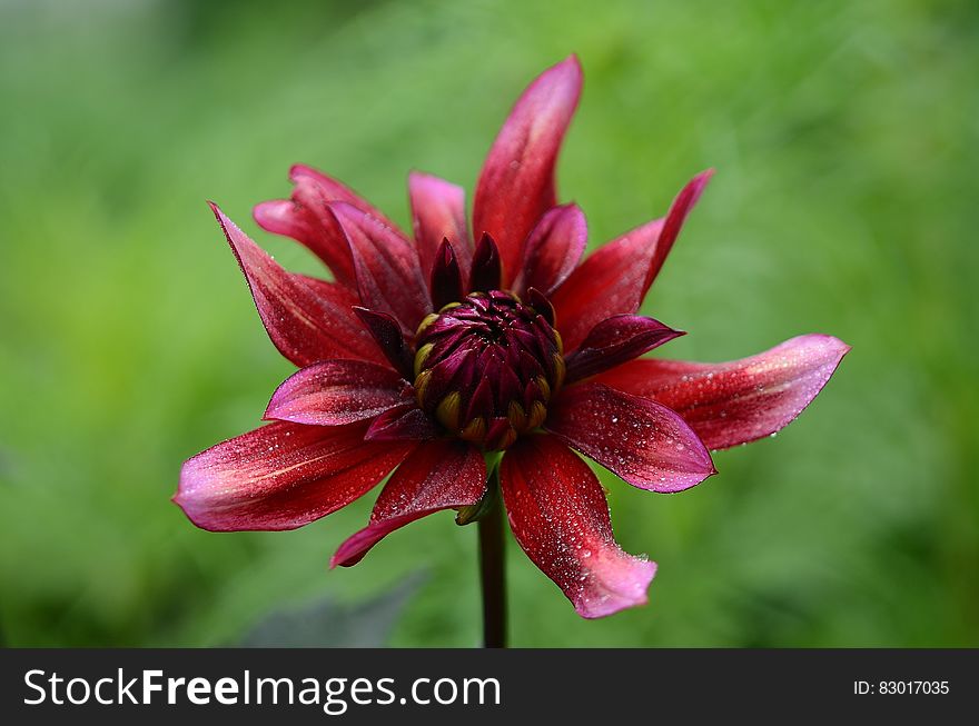 Red Multipetal Flower