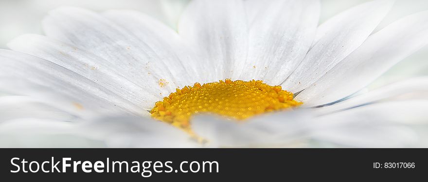 Close up of white daisy flower panorama. Close up of white daisy flower panorama.