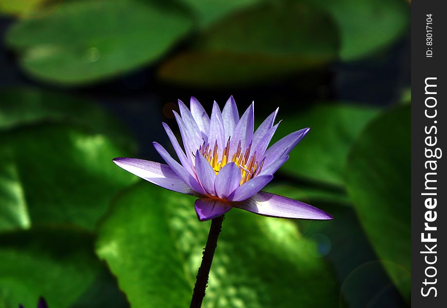 Purple and White Flower