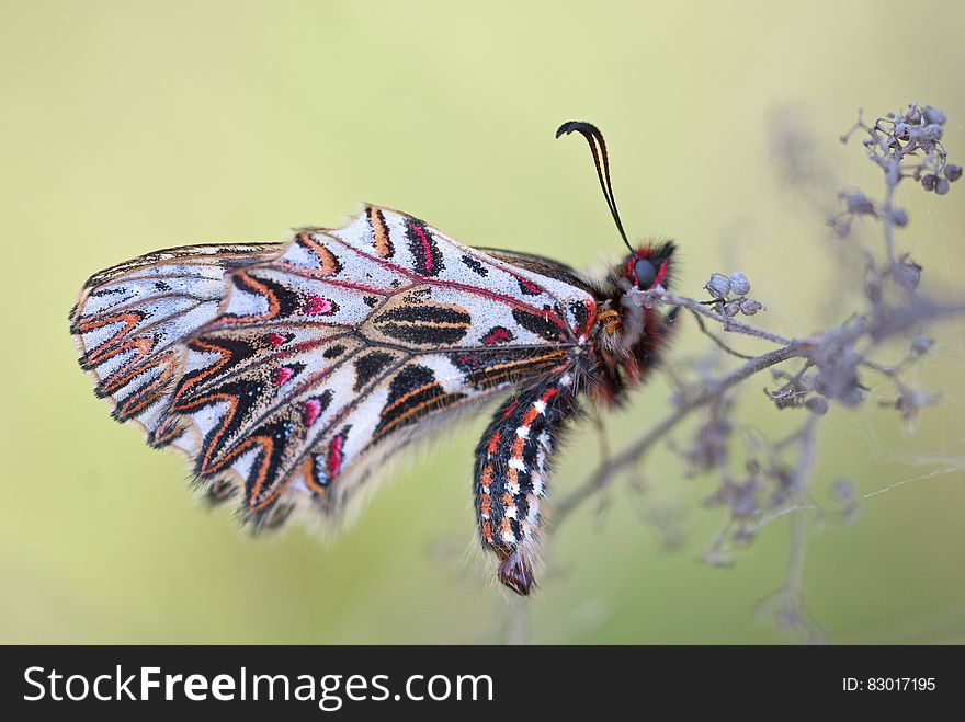 White Black And Pink Butterfly