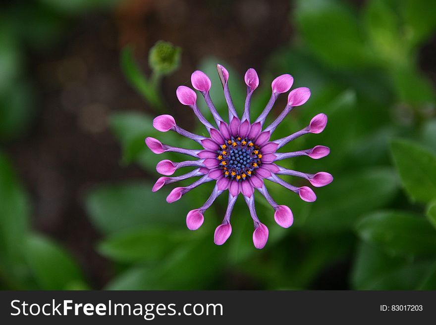Closeup Photography of Pink Petal Flower