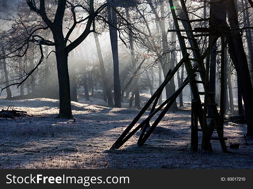 Ladder In Trees Of Snowy Forest