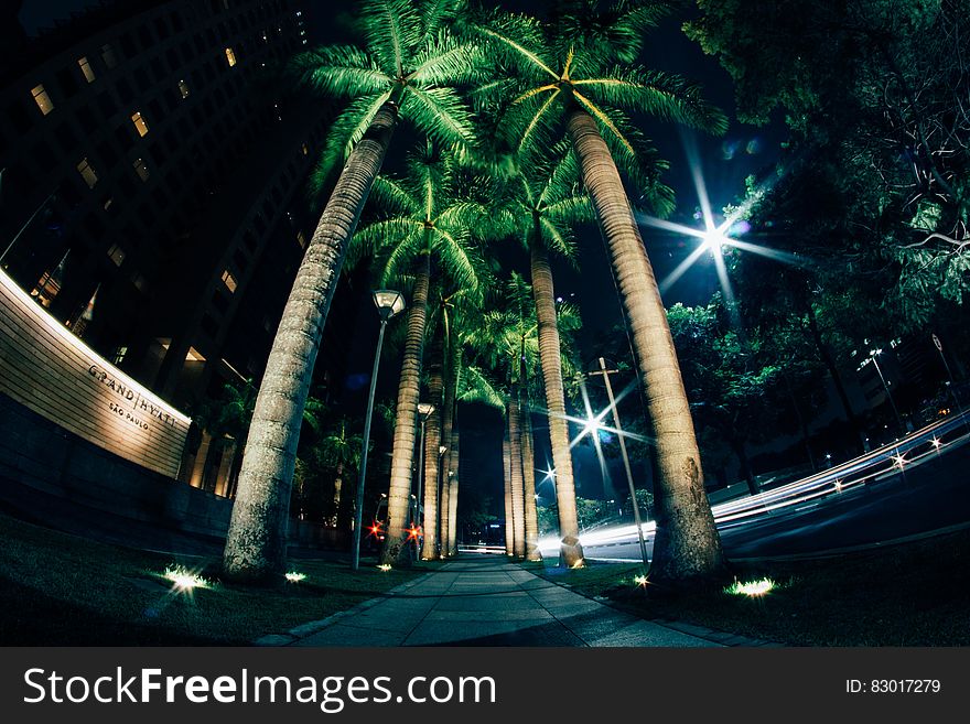 Palm trees illuminated along walkway at night. Palm trees illuminated along walkway at night.