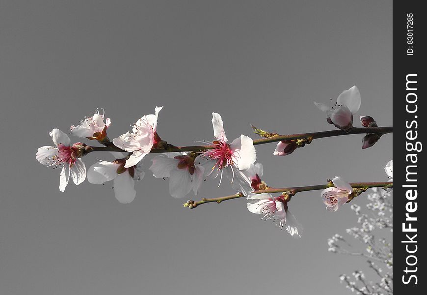 Close up of blooms on limbs of apricot tree in spring. Close up of blooms on limbs of apricot tree in spring.