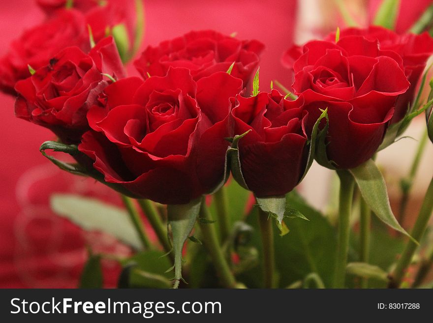 Bouquet of fresh red roses for Saint Valentine's day with selective focus. Bouquet of fresh red roses for Saint Valentine's day with selective focus.