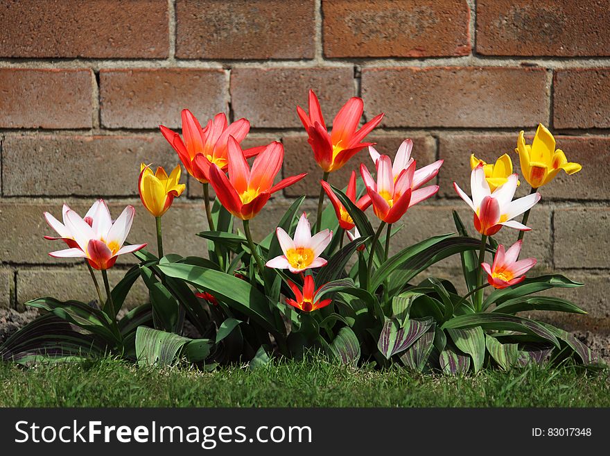 Pink Petaled Flower on Bloom Near Brown Bricks