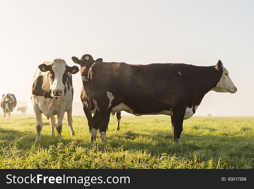 Cow&#x27;s on Grass Field Under White Sky