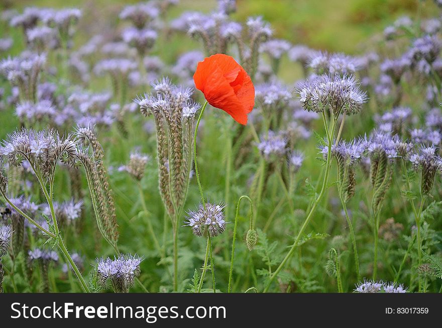 Orange Petaled Flower Over Green Grass