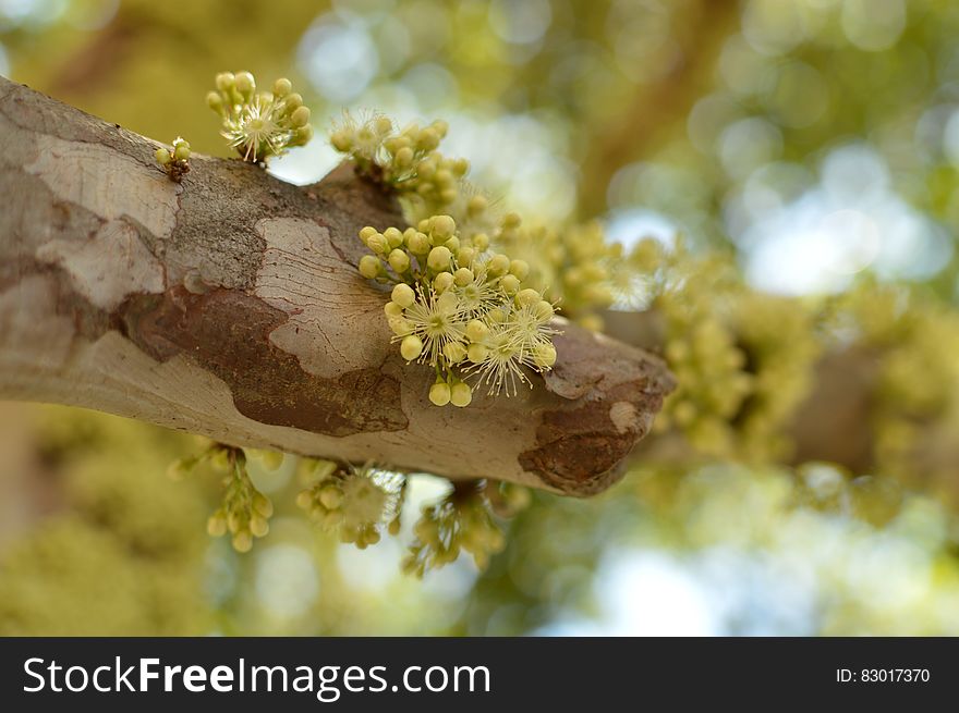 Close up of flower buds on tree branch in sunshine.