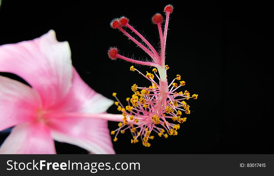 Close up of yellow and pink stamen on blossom against black. Close up of yellow and pink stamen on blossom against black.
