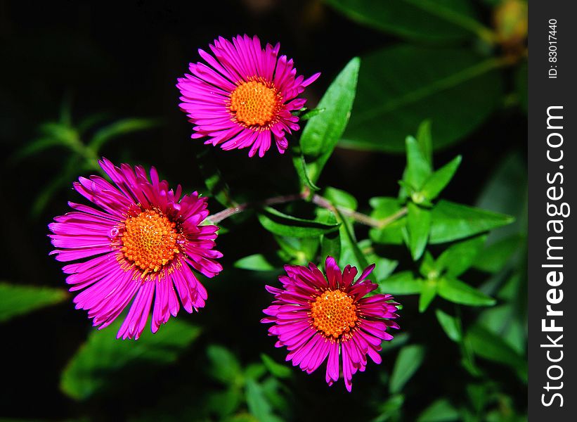 3 Pink and Brown Flower