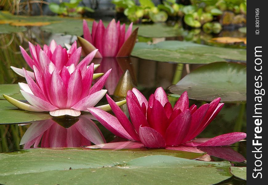 Pink and Green Water Lily