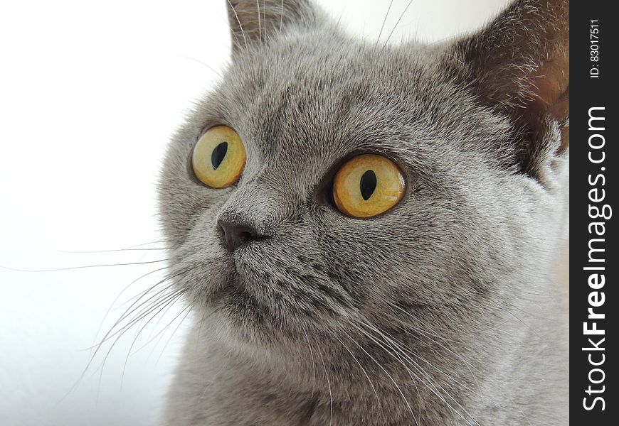 Close Up Photography of Russian Blue Cat