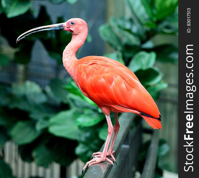 Red Bird Standing in a Metal Panel