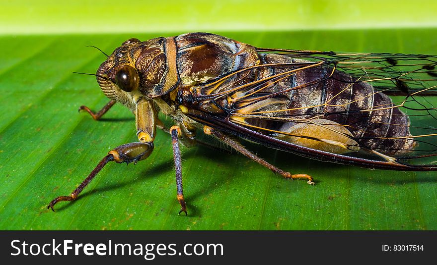 Macro close up of cicada on green sunny leaf. Macro close up of cicada on green sunny leaf.