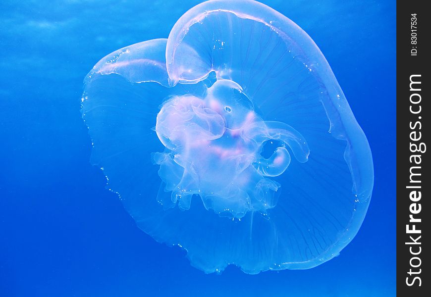 Translucent jellyfish swimming in blue waters. Translucent jellyfish swimming in blue waters.