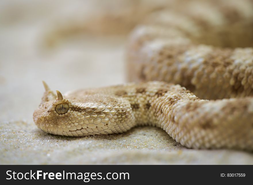 White Tan Snake