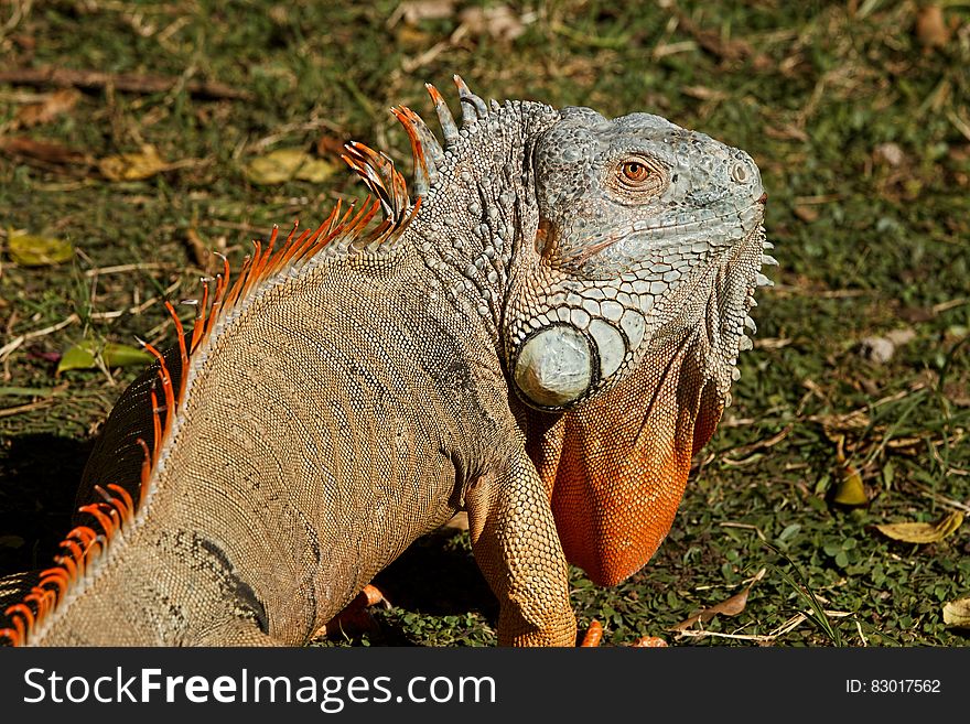 Orange Gray and Black Chameleon Standing on Green and Brown Grass during Daytime