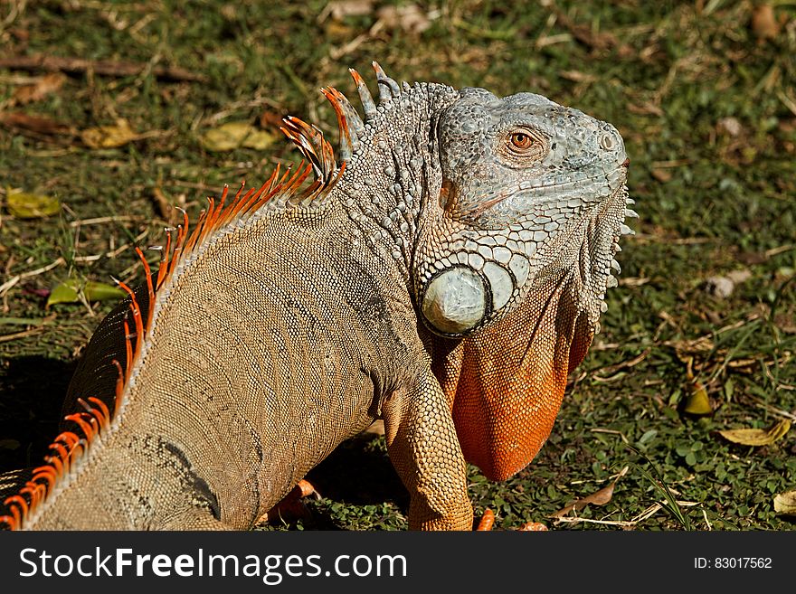 Orange Gray And Black Chameleon Standing On Green And Brown Grass During Daytime