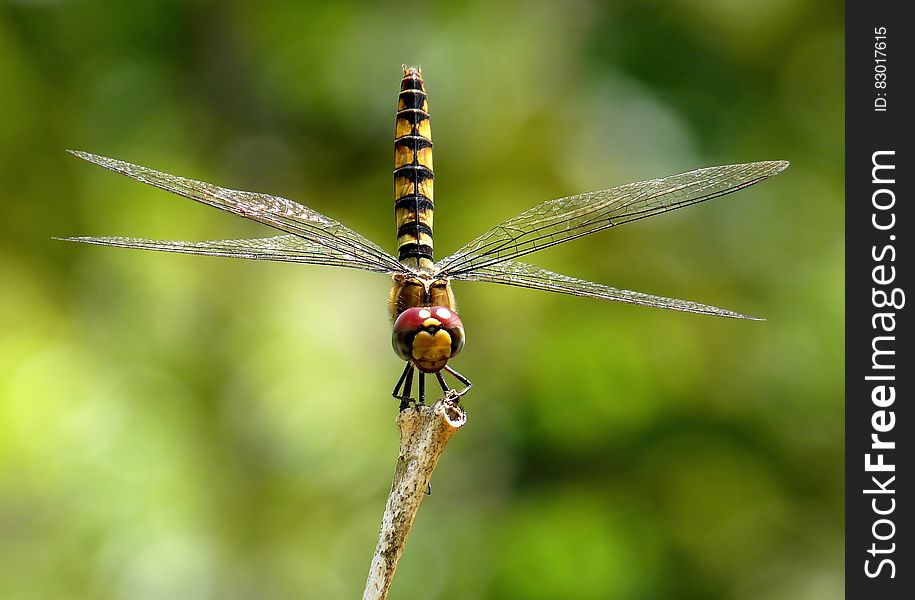 Shallow Focus Photography of Black and Yellow Dragonfly Parched on Brown Tree Trunk during Daytime