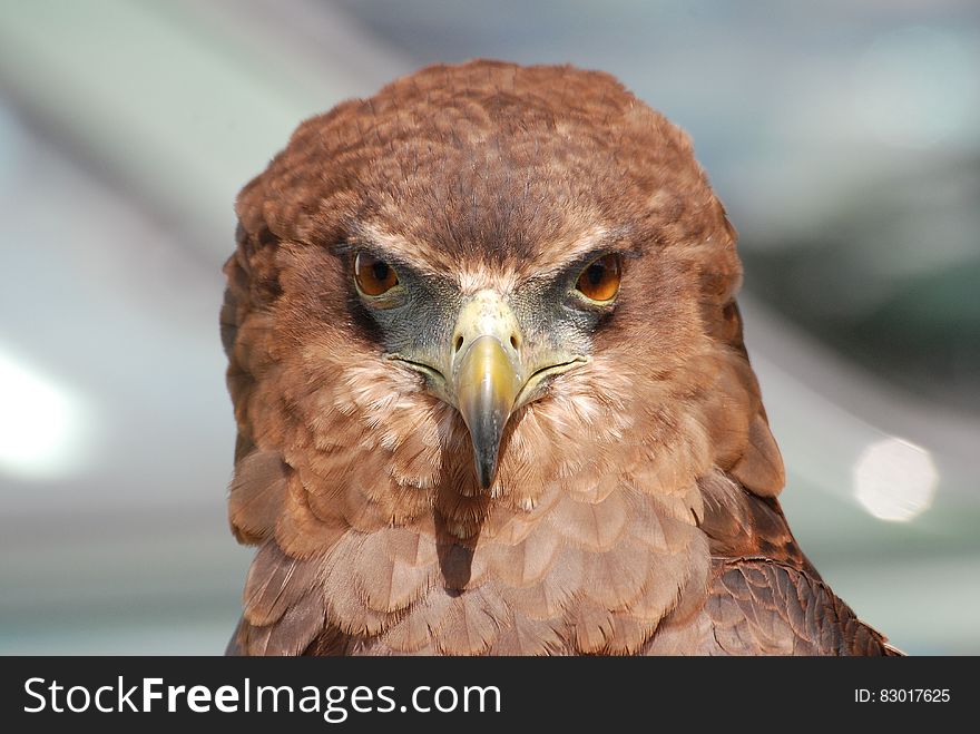 Portrait of brown hawk outdoors on sunny day. Portrait of brown hawk outdoors on sunny day.