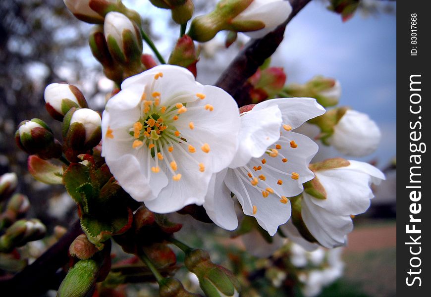 White Petaled Flower