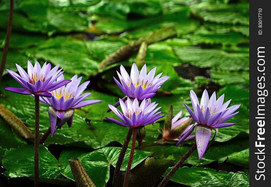 Purple and Green Flower