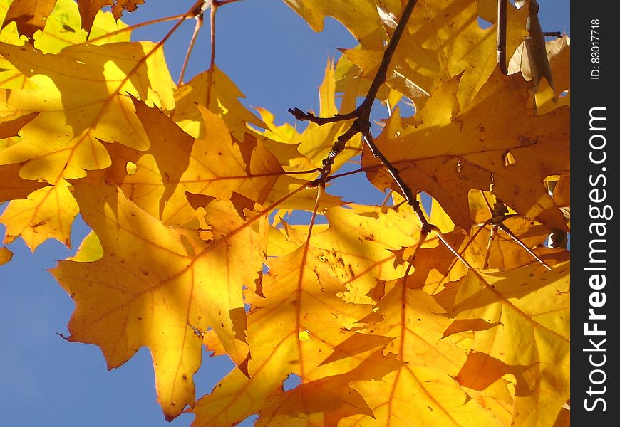 Photo of Yellow Leaves Under Sunny Day