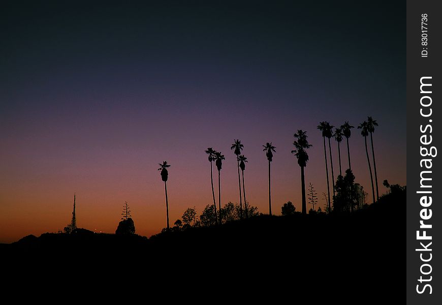 Silhouette of palm trees in Hollywood, California at sunset. Silhouette of palm trees in Hollywood, California at sunset.