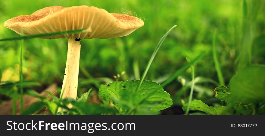 Green Leaf Plant With Mushroom