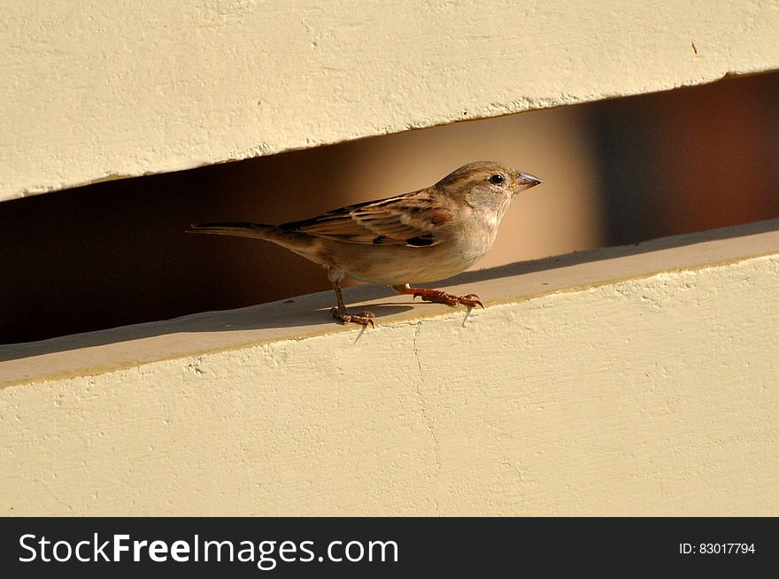 Brown and White Bird on White Wall Paint