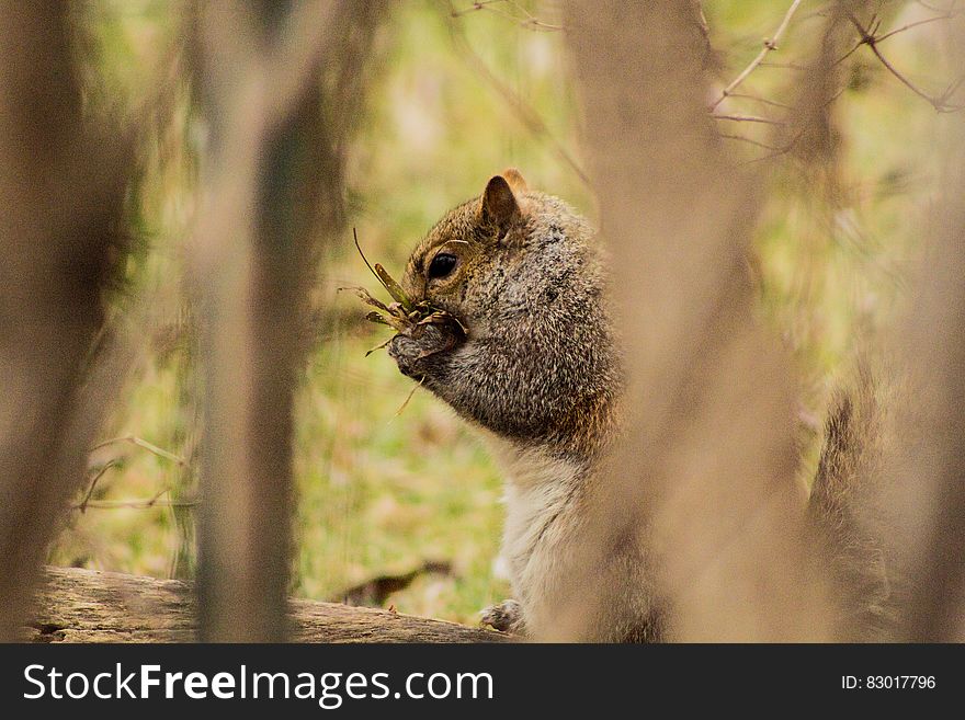 A grey squirrel eats nuts outdoors. A grey squirrel eats nuts outdoors.
