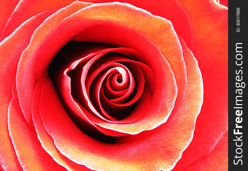 Red Rose In Macro Photography