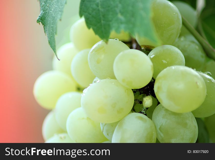 Close up of dew on green grapes on vine.