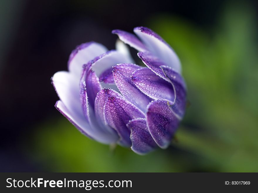 Purple Flower
