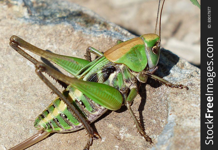 Green Grasshopper on Brown Stone