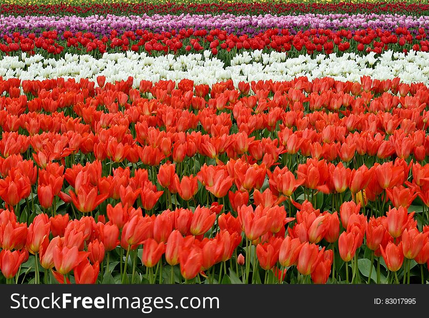 Red White And Pink Flower Fields During Daytime