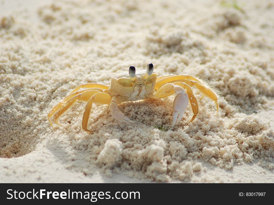 Yellow and White Crab on White Sand Beach during Daytime