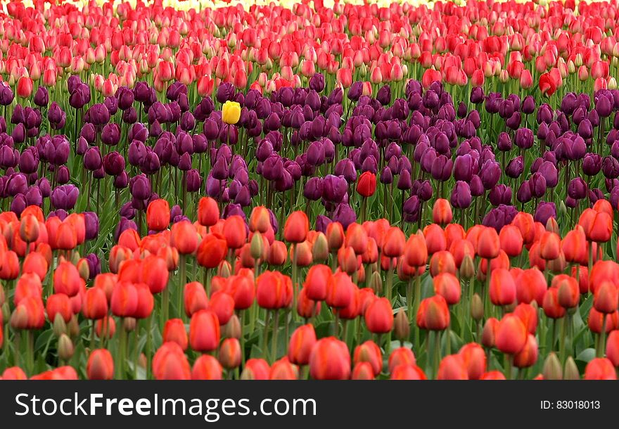 Red and Purple Flower Field